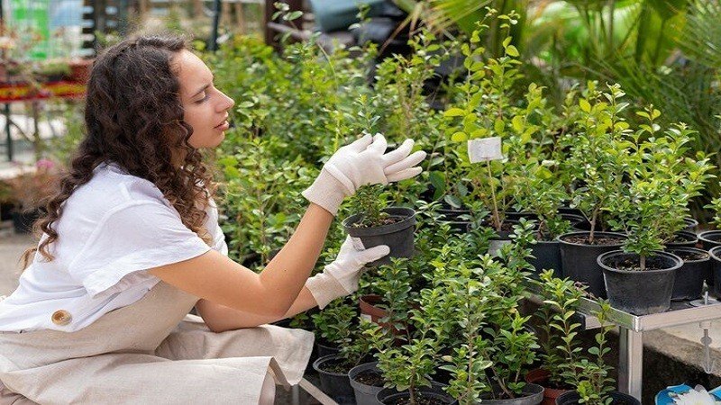 the benefits of plant nurseries webfreen.com